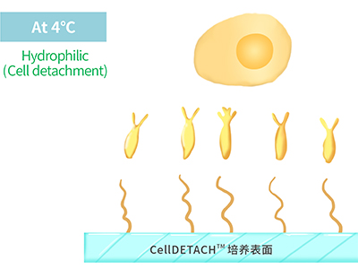 4℃時(shí)，溫敏聚合物涂層為高分子伸直狀態(tài)，表現(xiàn)為親水性，利于貼壁細(xì)胞的脫落