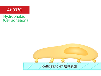 37℃時(shí)，溫敏聚合物涂層為高分子卷縮狀態(tài)，表現(xiàn)為輕度疏水性，更有利于細(xì)胞的貼附