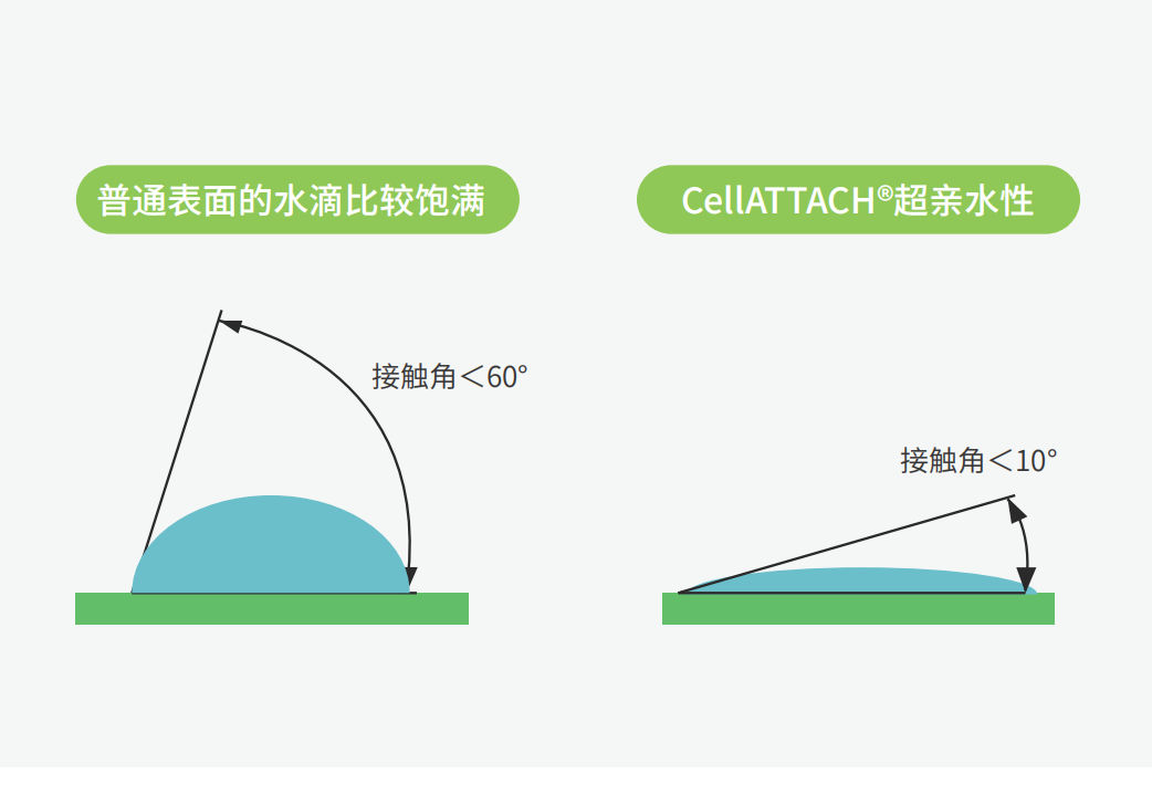 獨特的超親水表面處理技術(shù)，能為細(xì)胞提供更好的吸附性，促進(jìn)細(xì)胞快速貼壁生長，提高產(chǎn)量