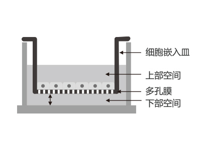 懸掛式設(shè)計(jì)，嵌入皿移細(xì)胞嵌入皿移動(dòng)時(shí)單層細(xì)胞不受影響上部空間 ，還能防止培養(yǎng)液通過(guò)中毛細(xì)作用流失